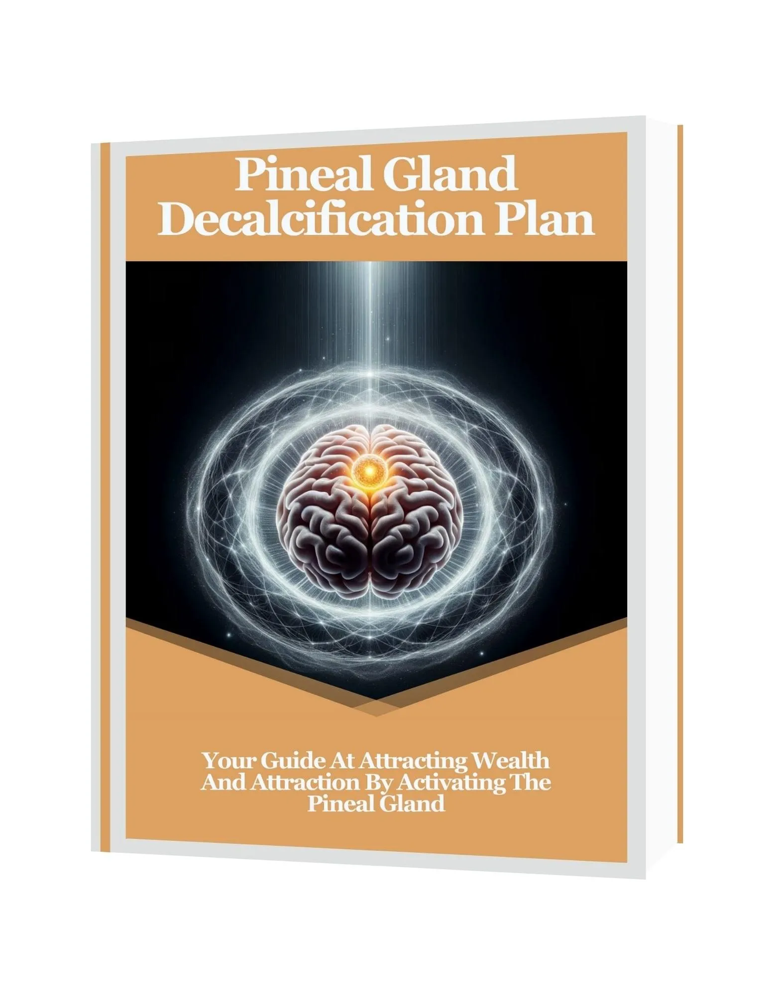 pineal gland 